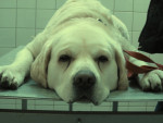 Bickel, blonde labr reu van 11 jr, heeft een zwakke achterhand en krijgt met succes acupunctuur.